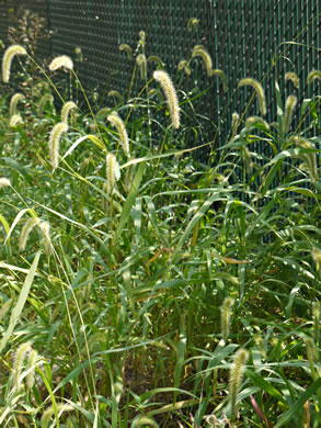 image of Setaria faberi, Nodding Foxtail Grass, Giant Foxtail-grass, Chinese Foxtail