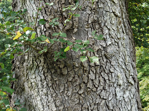 image of Ulmus glabra, Wych Elm, Scotch Elm