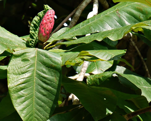 image of Magnolia tripetala, Umbrella Magnolia, Umbrella-tree