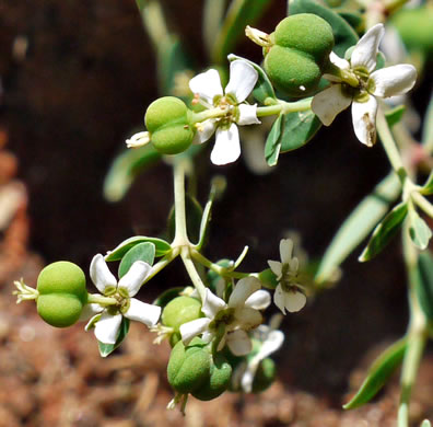 image of Euphorbia pubentissima, False Flowering Spurge, Southeastern Flowering Spurge, Southern Flowering Spurge