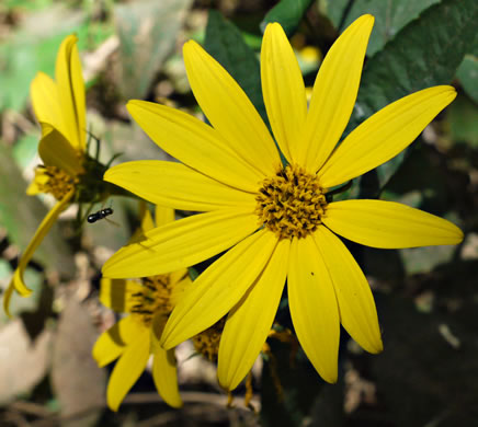 image of Helianthus decapetalus, Thinleaf Sunflower, Forest Sunflower