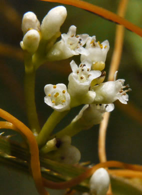 image of Cuscuta gronovii, Common Dodder