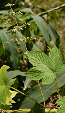 image of Humulus scandens, Japanese Hops