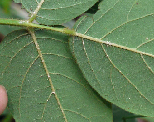 image of Desmodium nuttallii, Nuttall's Tick-trefoil