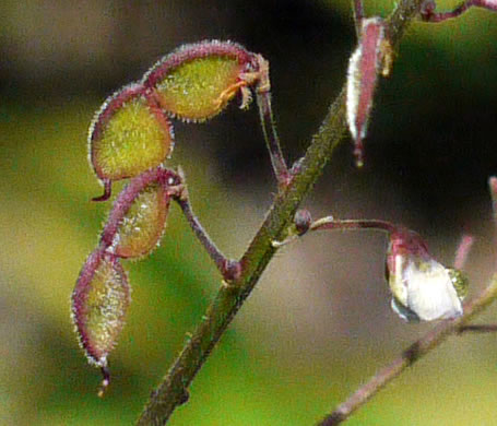 image of Desmodium ciliare, Hairy Small-leaf Tick-trefoil, Littleleaf Tick-trefoil