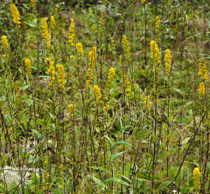 image of Solidago roanensis, Roan Mountain Goldenrod