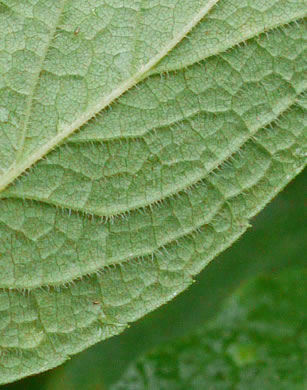 image of Solidago rugosa var. aspera, Wrinkleleaf Goldenrod