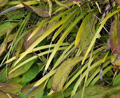 Triantha glutinosa, Sticky Bog Asphodel, Northern Bog Asphodel, False Asphodel