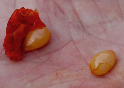 image of Prosartes lanuginosa, Yellow Mandarin, Yellow Fairybells