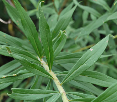 image of Solidago altissima var. altissima, Tall Goldenrod, Field Goldenrod, Common Goldenrod