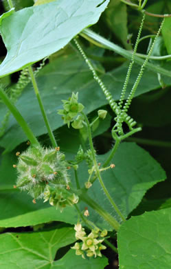 image of Sicyos angulatus, Bur Cucumber, Star Cucumber, Nimble-Kate