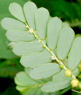 image of Phyllanthus urinaria ssp. urinaria, Chamber Bitter
