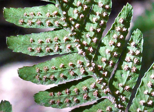 image of Dryopteris erythrosora, Autumn Fern, Japanese Red Shieldfern, Japanese Shieldfern