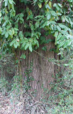 image of Euonymus fortunei, Wintercreeper, Climbing Euonymus, Chinese Spindle-tree