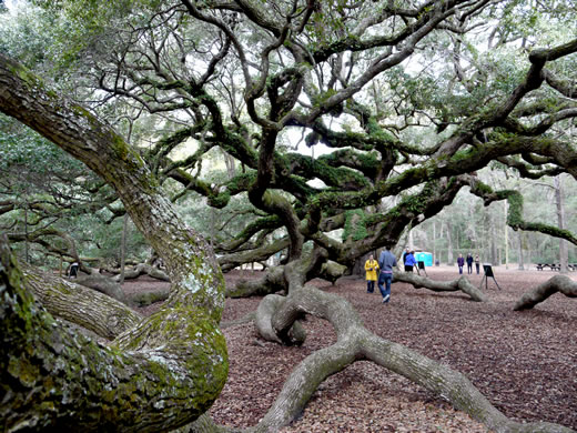 image of Quercus virginiana, Live Oak