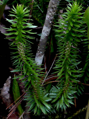 image of Huperzia lucidula, Shining Clubmoss, Shining Firmoss