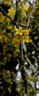 image of Gelsemium sempervirens, Carolina Jessamine, Yellow Jessamine