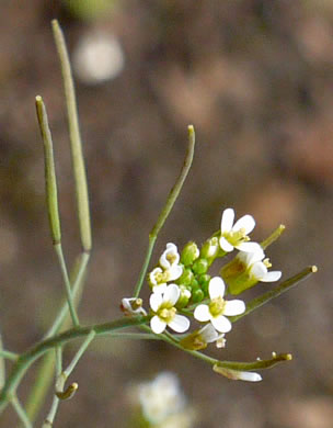 image of Arabidopsis thaliana, Mouse-ear Cress