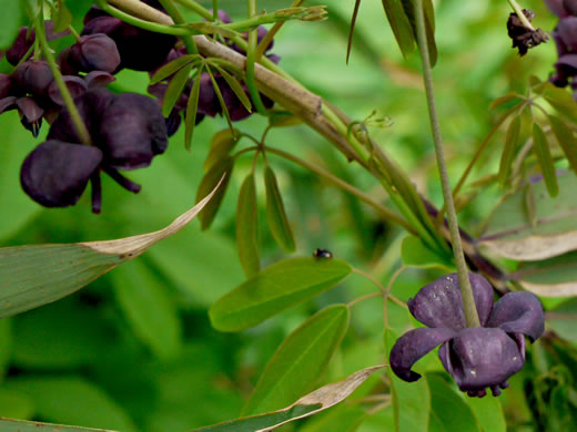 image of Akebia quinata, Five-leaf Akebia, Chocolate-vine