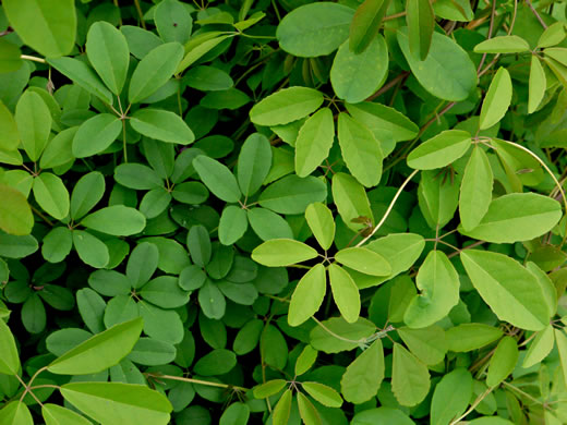 Akebia quinata, Five-leaf Akebia, Chocolate-vine
