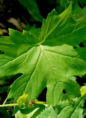 image of Hydrophyllum canadense, Mapleleaf Waterleaf, Broadleaf Waterleaf, Canada Waterleaf, Bluntleaf Waterleaf
