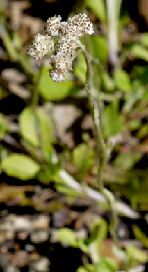 image of Antennaria howellii ssp. neodioica, Pussytoes