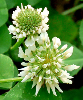image of Trifolium repens, White Clover, White Dutch Clover, Ladino Clover