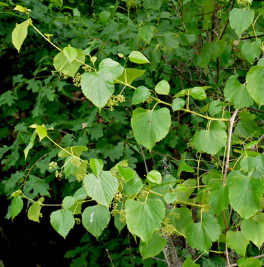 image of Ampelopsis cordata, American Ampelopsis, Heartleaf Peppervine, False-grape, Raccoon-grape
