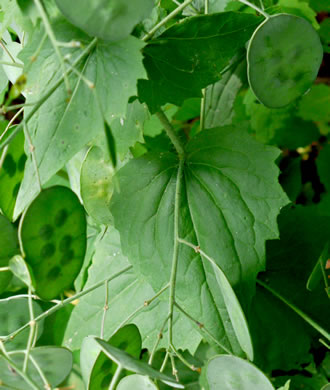 image of Lunaria annua, Money Plant, Annual Honesty, Silver-dollar Plant