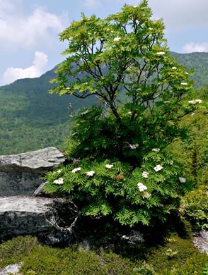 image of Sorbus americana, Mountain-ash, American Mountain-ash, American Rowan