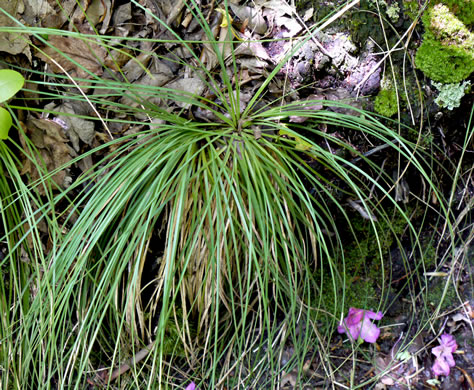 image of Xerophyllum asphodeloides, Eastern Turkeybeard, Beargrass, Mountain-asphodel