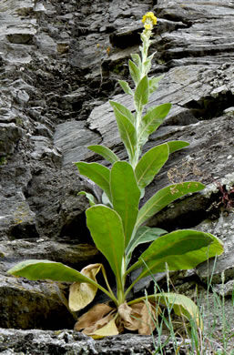 Verbascum thapsus ssp. thapsus, Woolly Mullein, Common Mullein, Flannel-plant, Velvet-plant