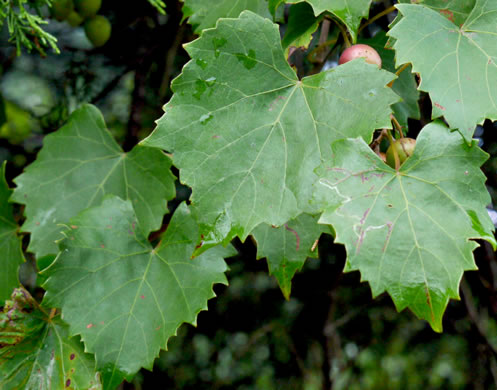 image of Muscadinia rotundifolia var. rotundifolia, Muscadine, Scuppernong