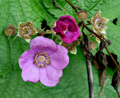 image of Rubacer odoratum, Purple-flowering Raspberry, Thimbleberry
