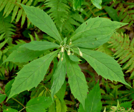 image of Oclemena acuminata, Whorled Nodding-aster, Whorled Wood-aster, Whorled Aster, Floral Wood Aster