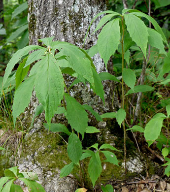 image of Oclemena acuminata, Whorled Wood Aster, Floral Wood Aster, Whorled Aster, Whorled Nodding-aster