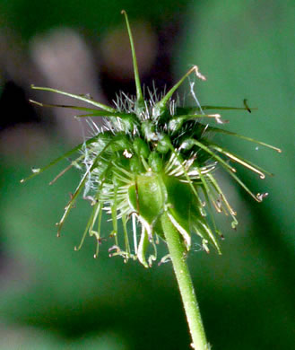 image of Geum canadense, White Avens