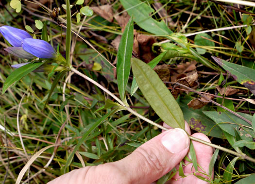 image of Gentiana saponaria, Soapwort Gentian, Harvest Bells