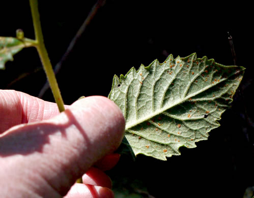 image of Vernonia acaulis, Stemless Ironweed, Carolina Ironweed, Flatwoods Ironweed