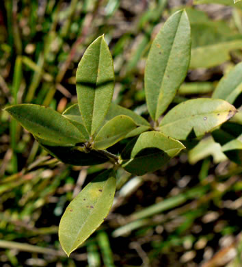 image of Pediomelum piedmontanum, Piedmont Buckroot, Dixie Mountain Breadroot