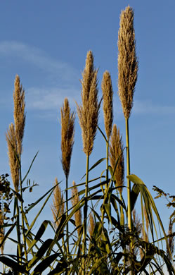 image of Arundo donax, Giant Reed