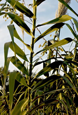 image of Arundo donax, Giant Reed
