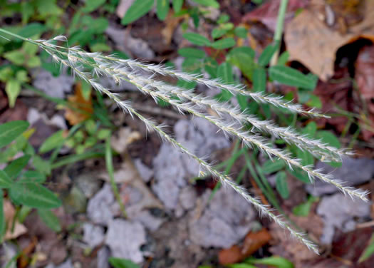 image of Miscanthus sinensis, Chinese Silvergrass, Eulalia