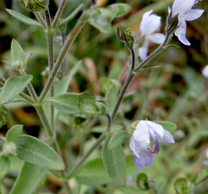 image of Trichostema dichotomum, Common Blue Curls, Forked Bluecurls