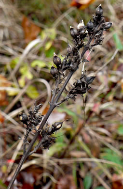 image of Aureolaria virginica, Downy False Foxglove, Downy Oak-leach, Virginia Oak-leach, Downy Yellow False Foxglove