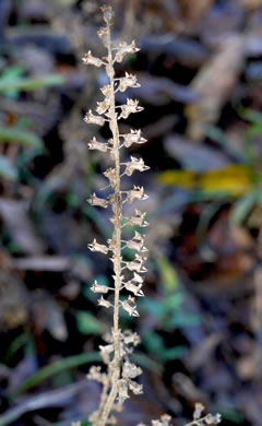 image of Perilla frutescens, Beefsteak Plant, Perilla