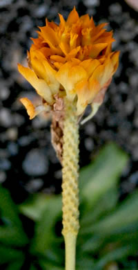 image of Polygala lutea, Orange Milkwort, Red-hot-poker, Candyroot, Yellow Bachelor's-buttons