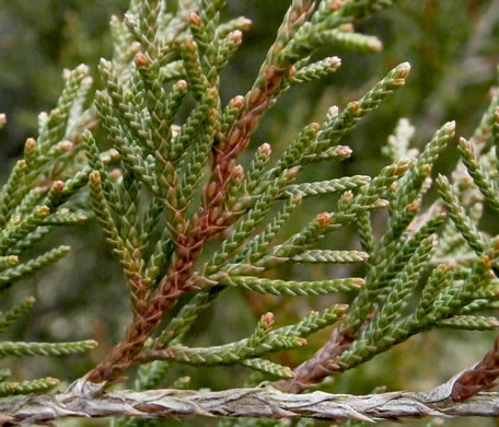 Juniperus virginiana, Eastern Red Cedar