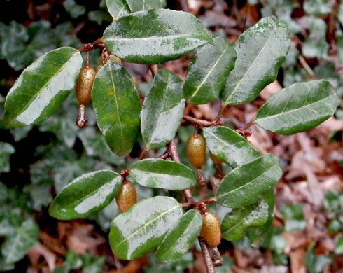 image of Elaeagnus pungens, Thorny Olive, Autumn Siverberry, Silverthorn, Thorny Elaeagnus