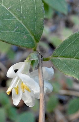image of Lonicera fragrantissima, Sweet-breath-of-spring, Winter Honeysuckle